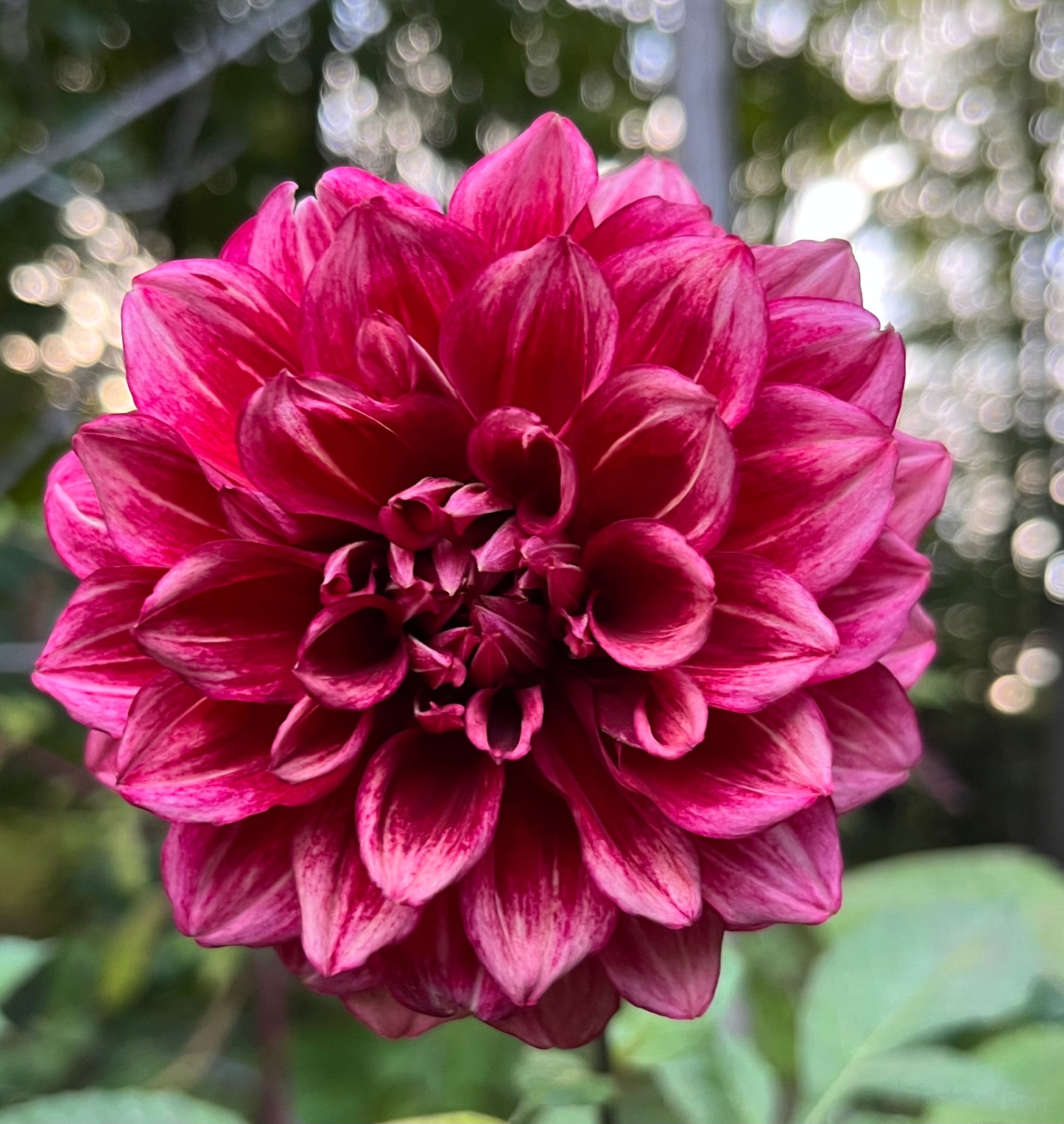 Bloomquist York Dahlia Tuber