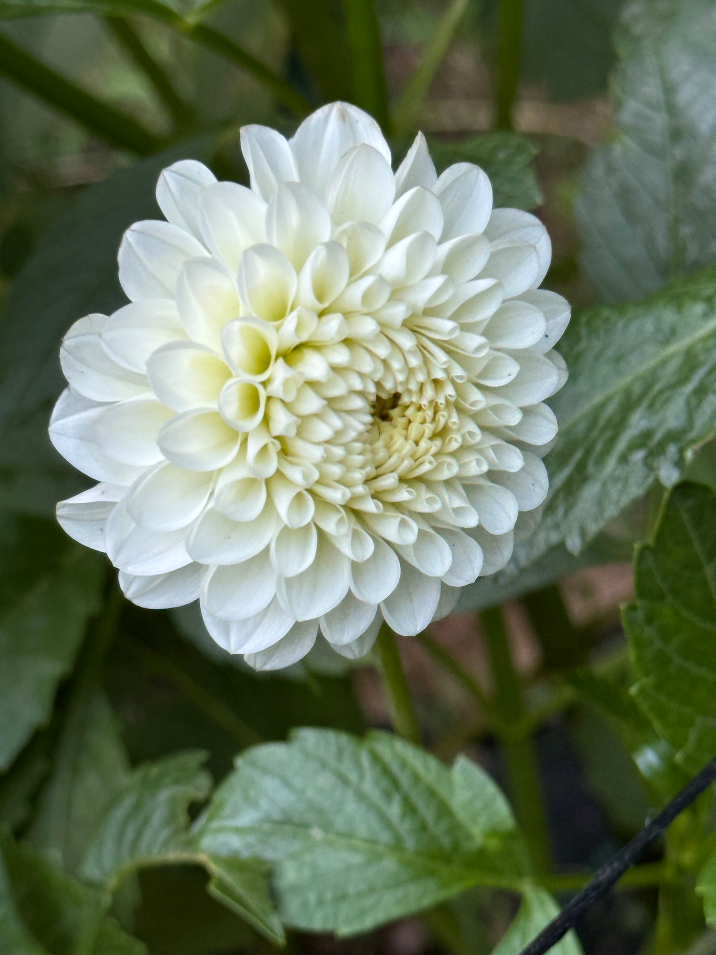 CSY-Early Girl Dahlia Tuber- Limit 1