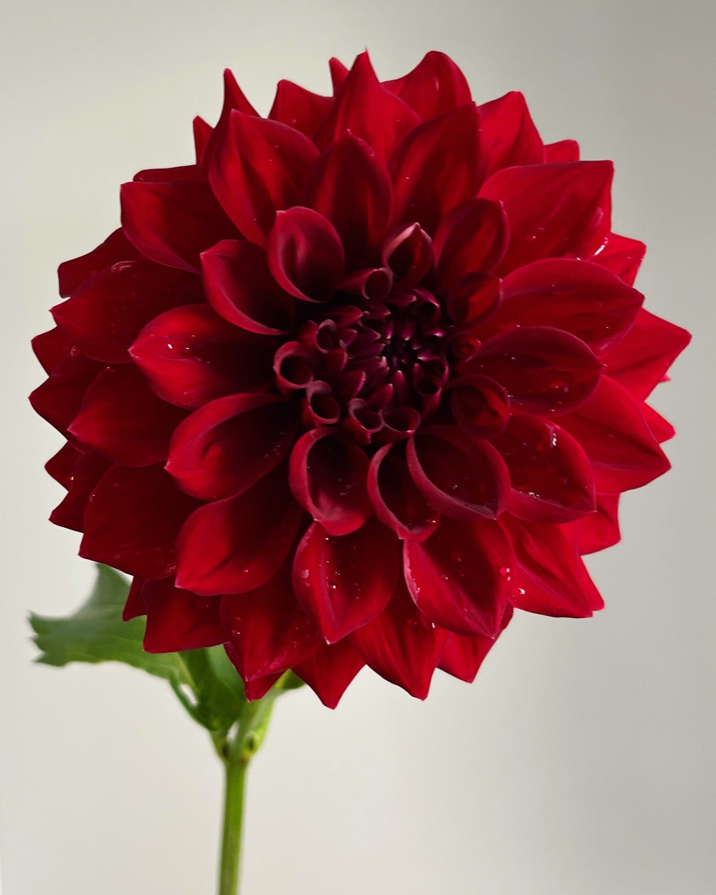 CSY-Sangria Dahlia Tuber