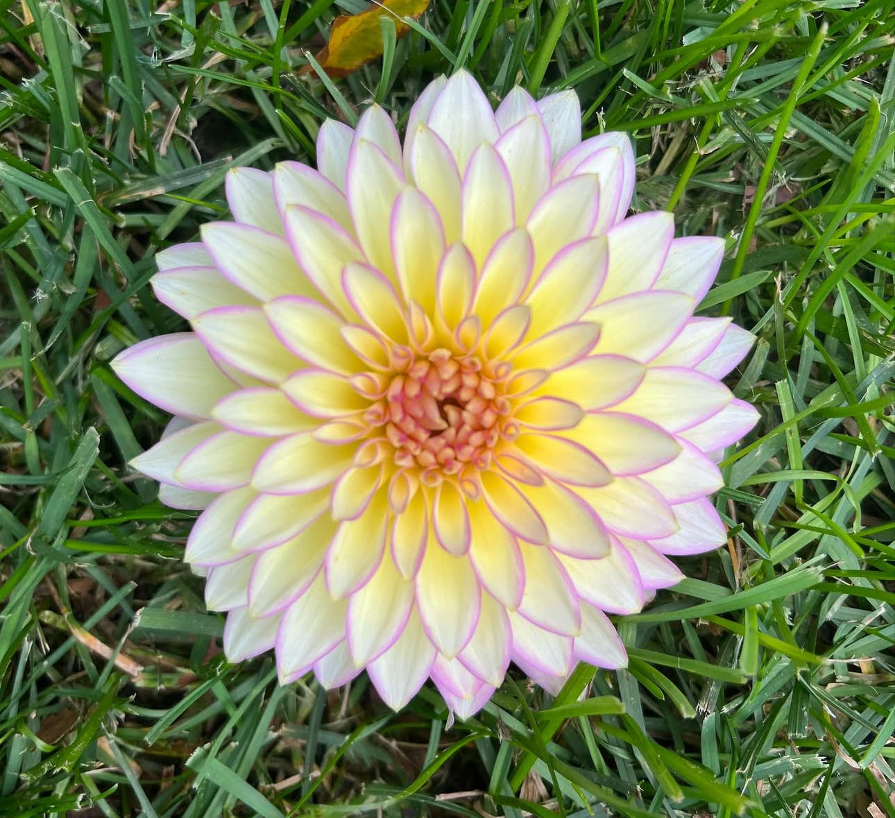 Bloomquist Blush Dahlia Tuber