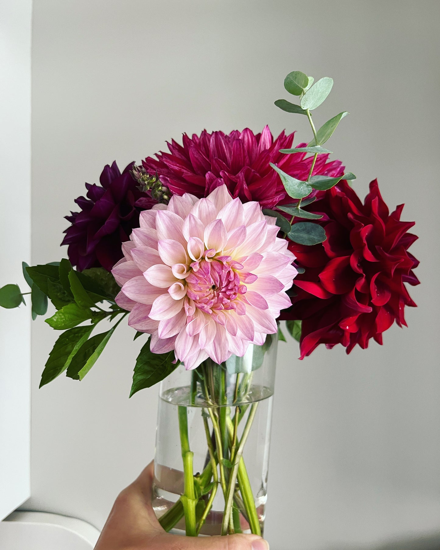 CSY-Sangria Dahlia Tuber