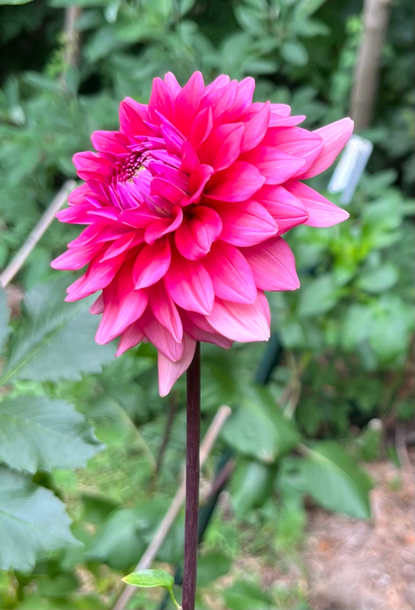 Mystique Dahlia Tuber- Limit 1