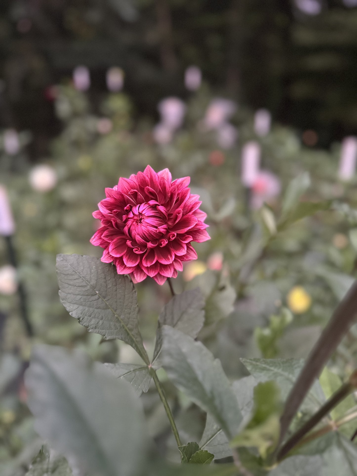 Bloomquist York Dahlia Tuber