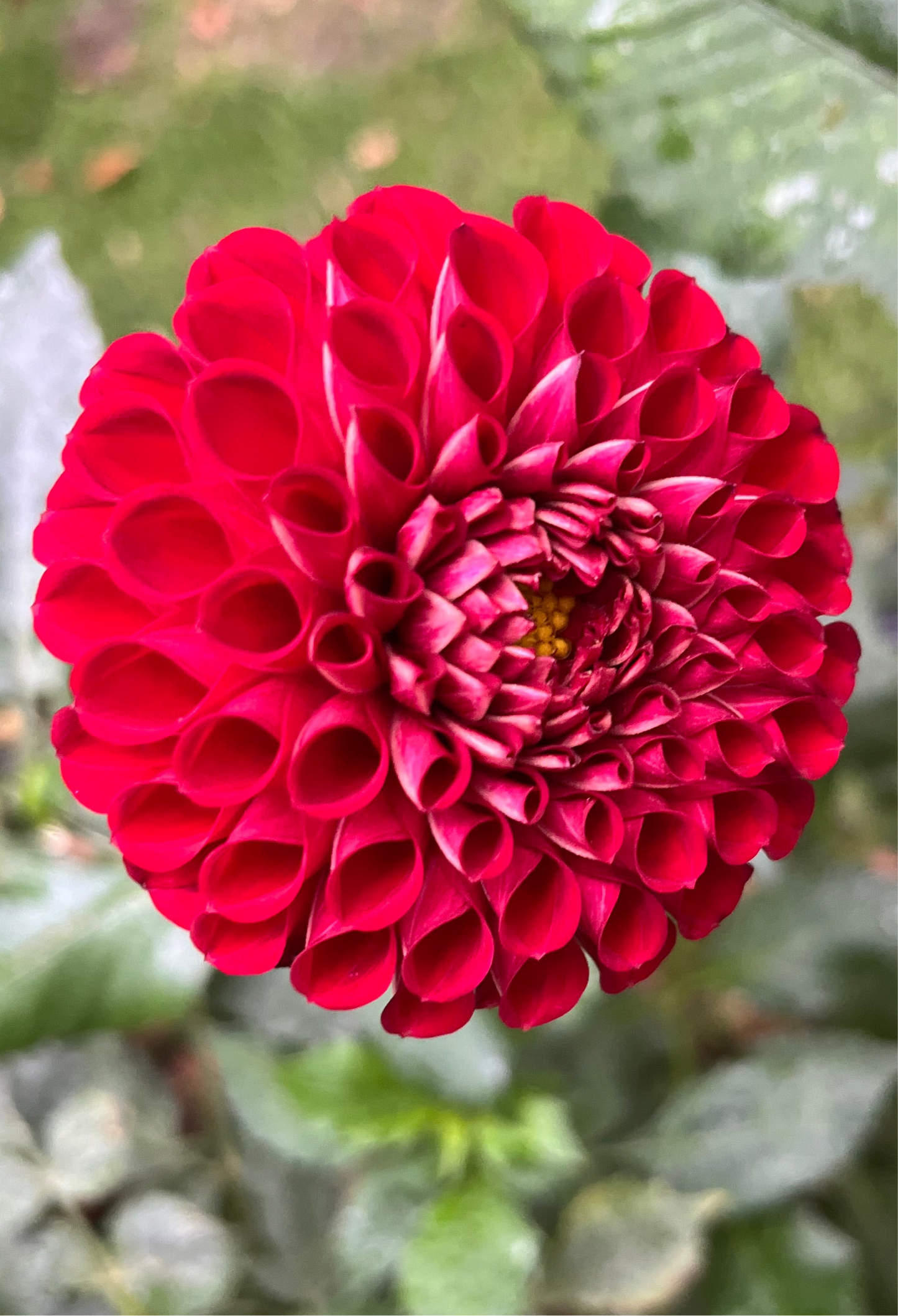 Cornel Dahlia Tuber