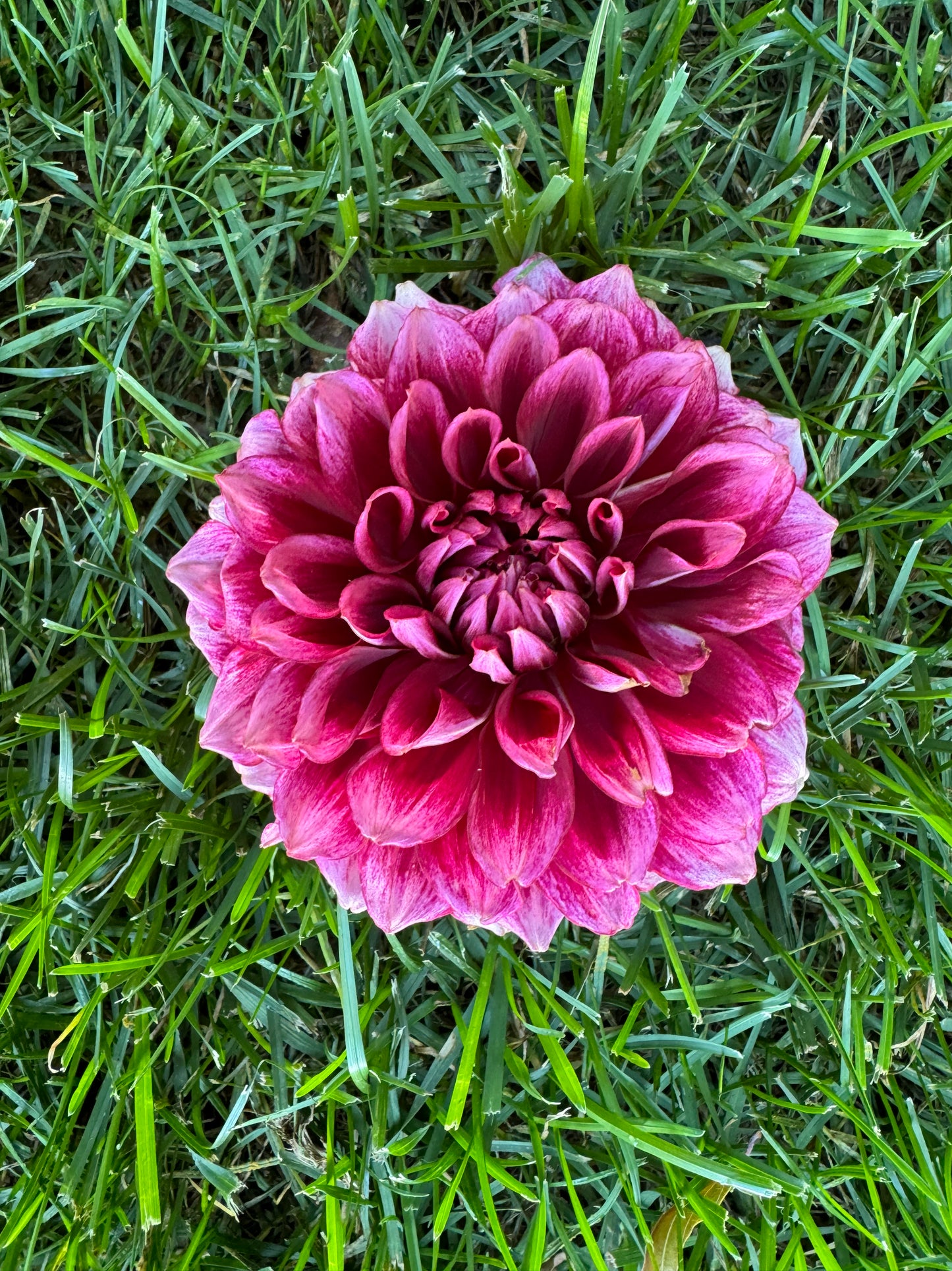 Bloomquist York Dahlia Tuber