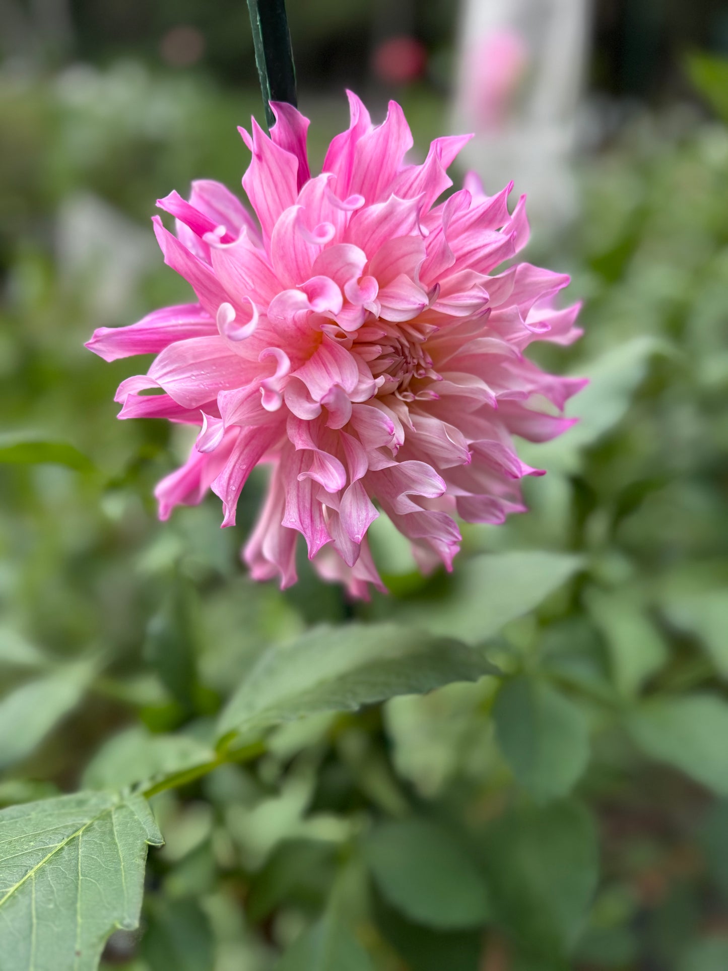 Stark Farms Madelouie Dahlia Tuber-Limit 1