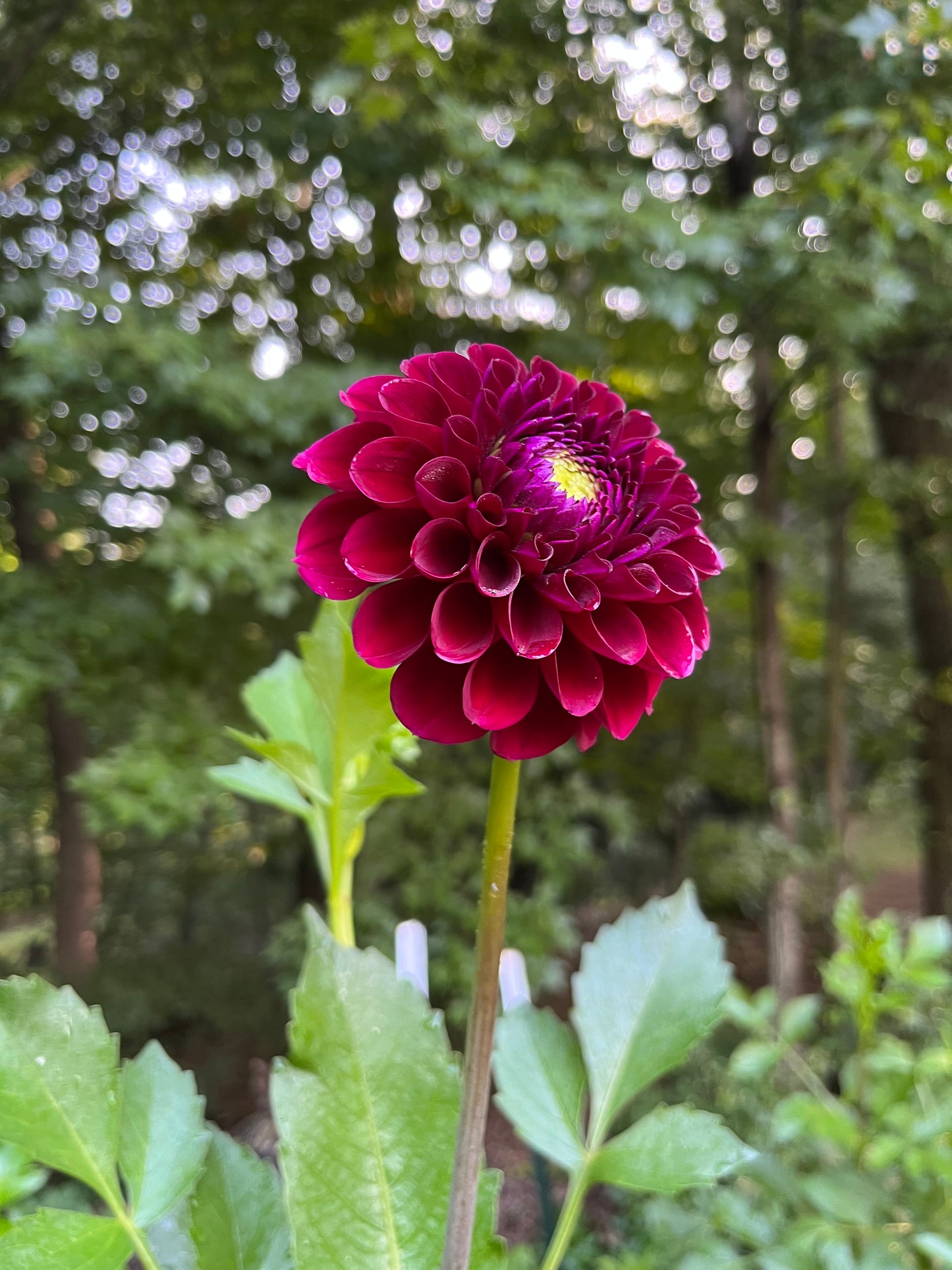 CSY-Good Night Dahlia Tuber
