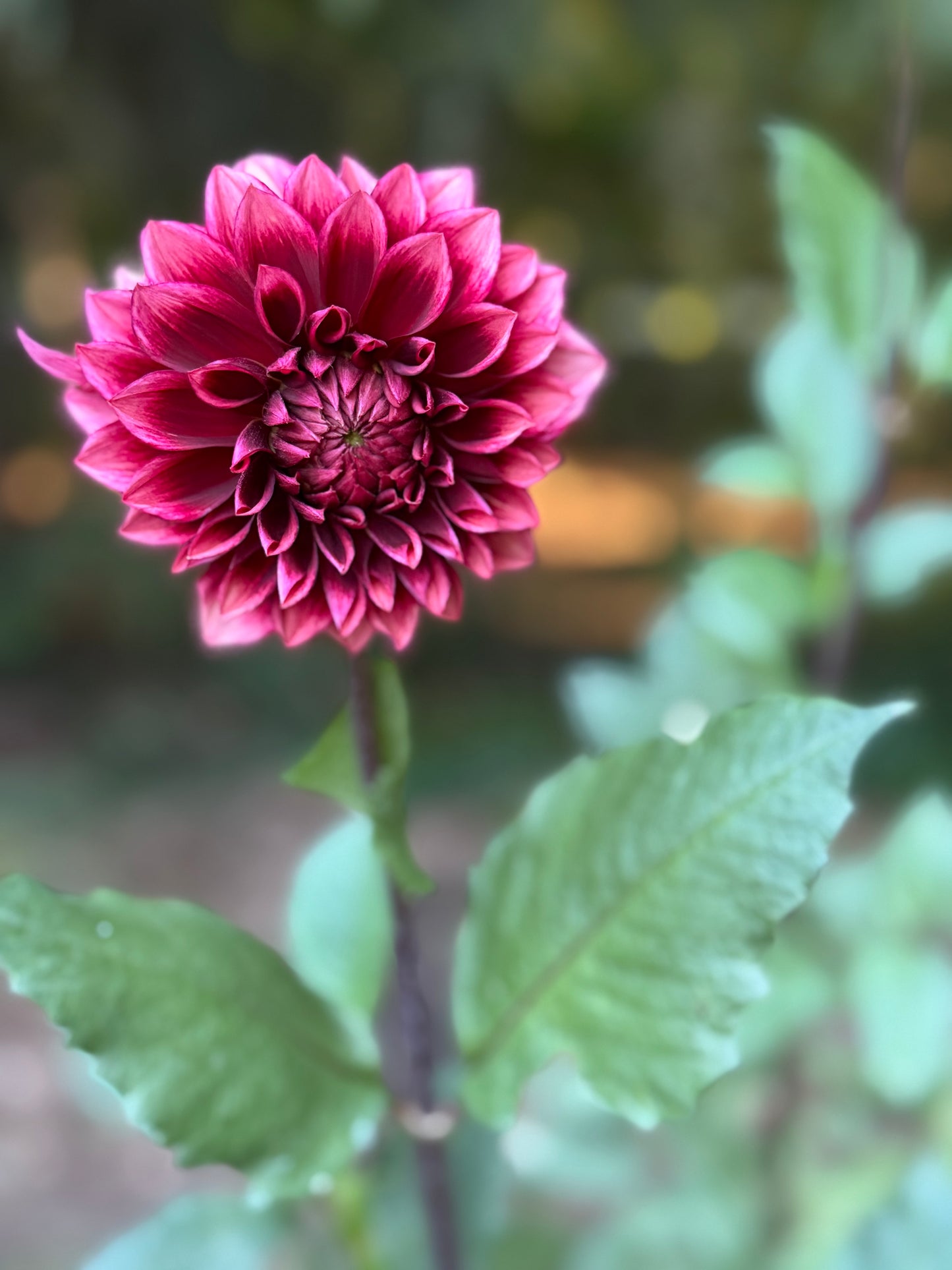 Bloomquist York Dahlia Tuber
