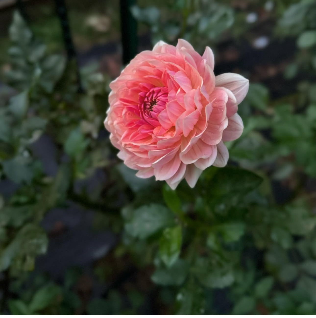 Fawn Dahlia Tuber- Limit 1