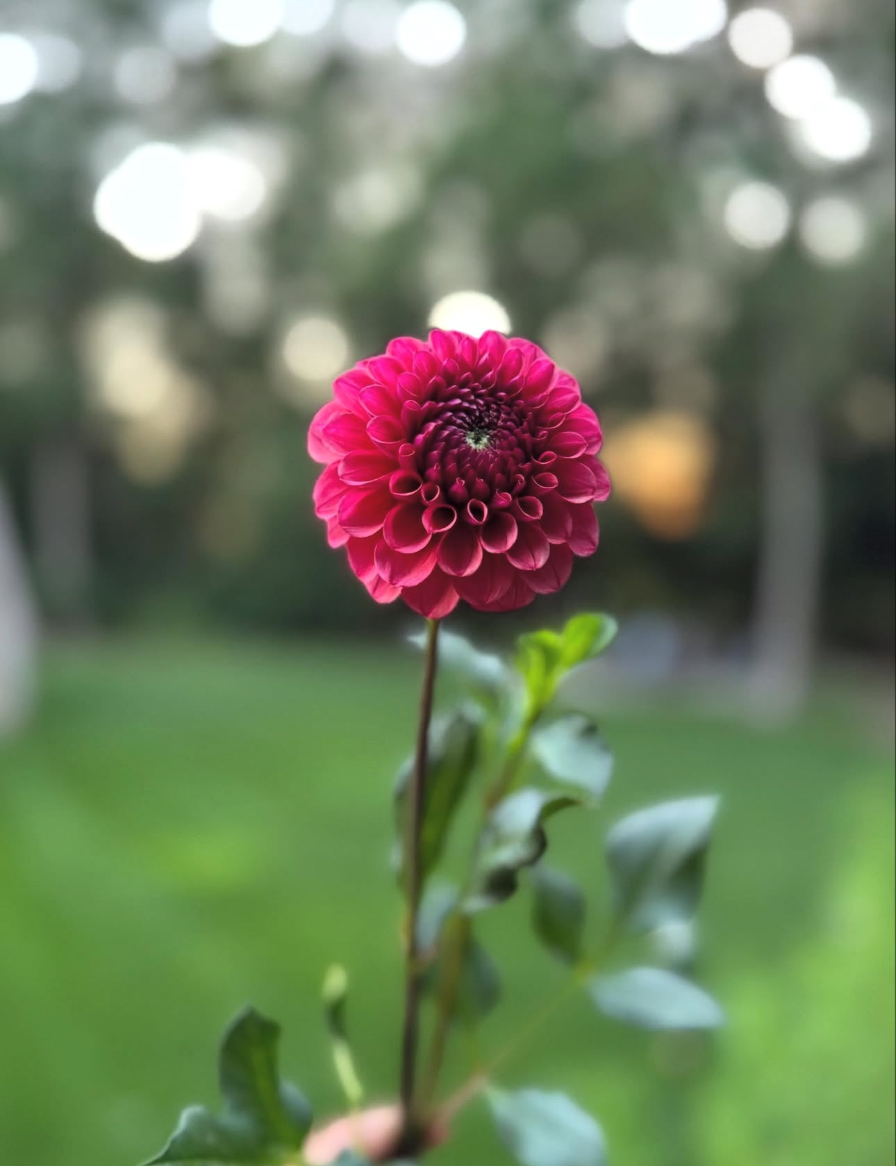 Mission Gypsy Dahlia Tuber- Limit 1