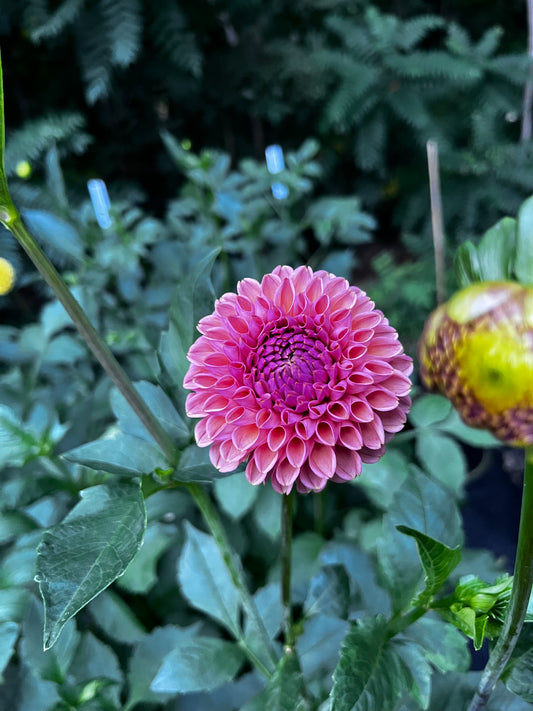 Bracken Rose (US) Dahlia Tuber-Limit 1