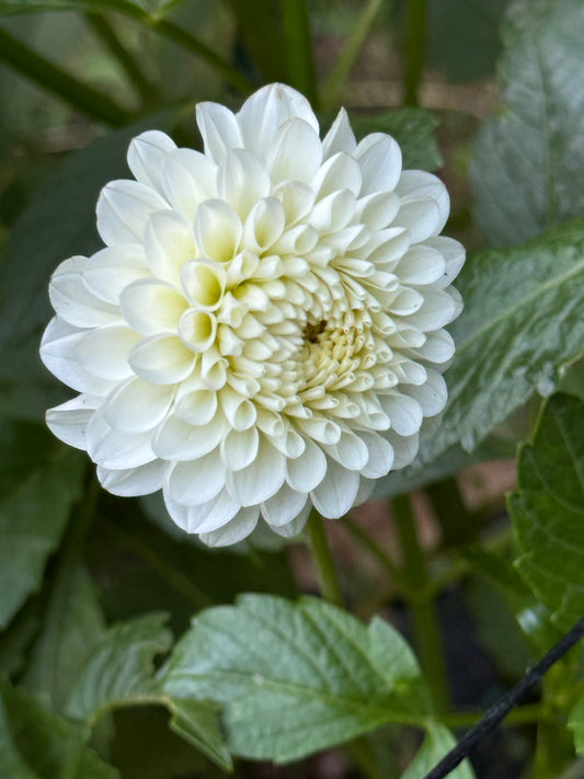 CSY-Early Girl Dahlia Tuber- Limit 1