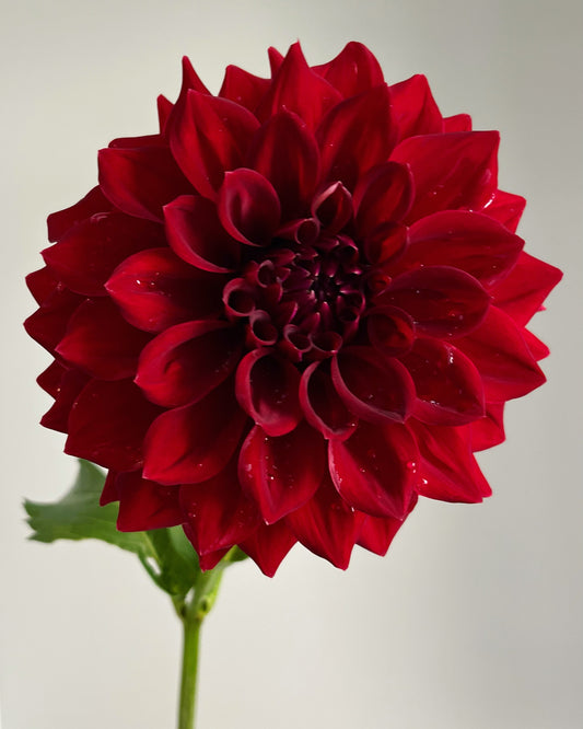 Tahoma Velvet Dahlia Tuber- Limit 1