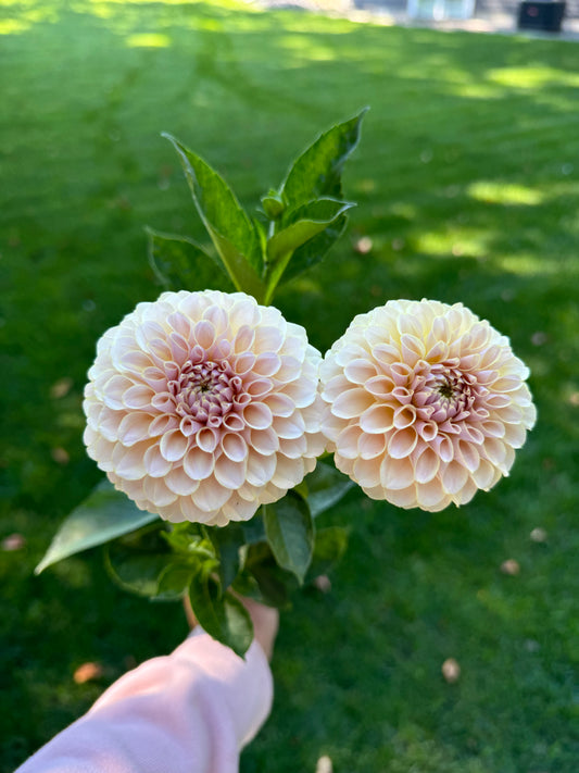 SC-CRRE Dahlia Tuber- Limit 1