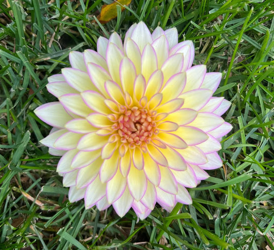 Bloomquist Blush Dahlia Tuber