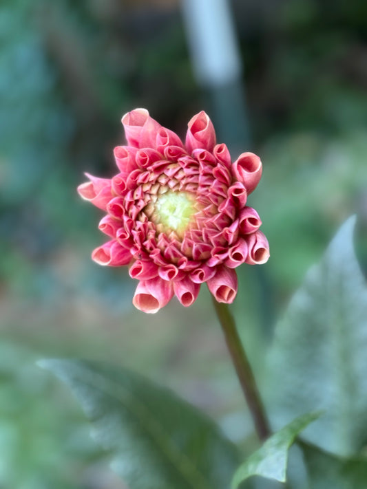 Burfoot Pasta Dahlia Tuber- Limit 1