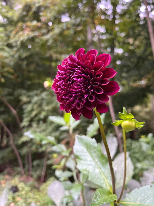 CSY-Good Night Dahlia Tuber