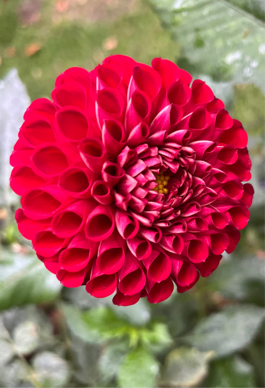 Cornel Dahlia Tuber