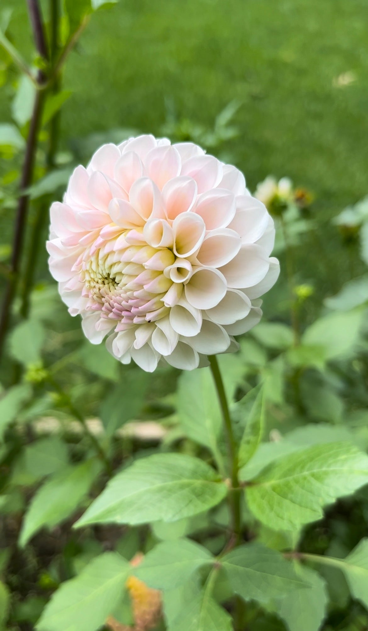 20th Ave Memory Dahlia Tuber- Limit 1