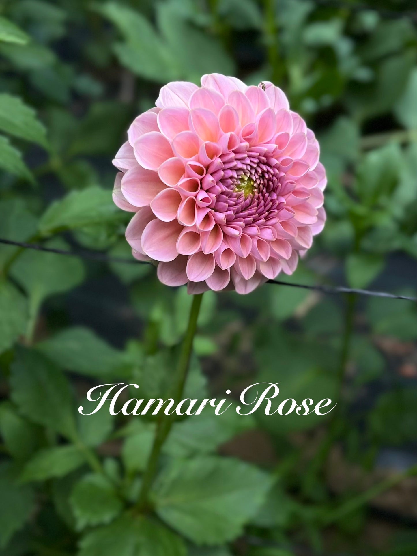 Hamari Rose Rooted Cutting