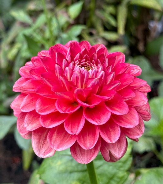 CSY-Mason Dahlia Tuber- Limit 1