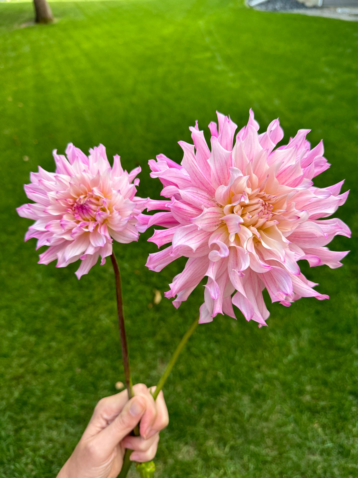 Stark Farms Madelouie Dahlia Tuber-Limit 1