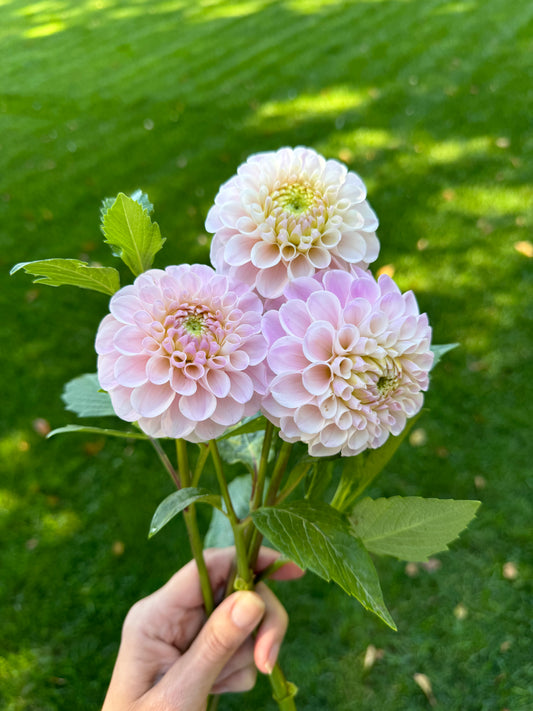 20th Ave Memory Dahlia Tuber- Limit 1