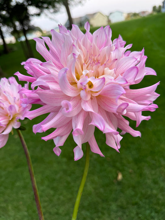 Stark Farms Madelouie Dahlia Tuber-Limit 1