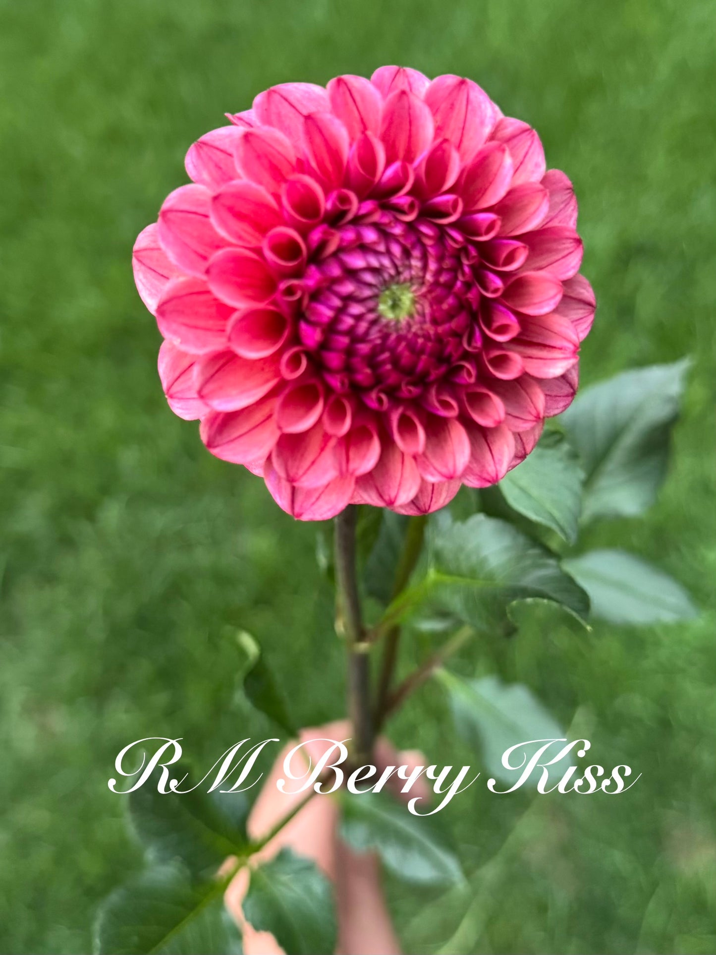 RM Berry Kiss Rooted Cutting