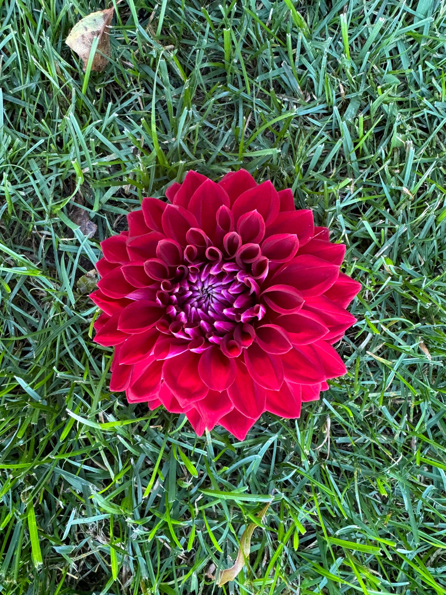 CSY-Sangria Dahlia Tuber
