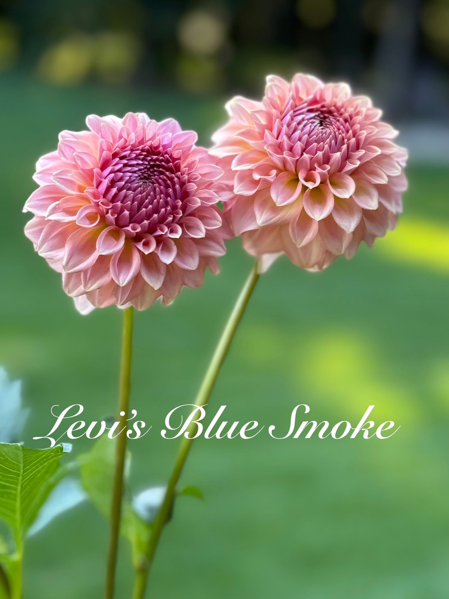Levi’s Rooted Cutting Bundle