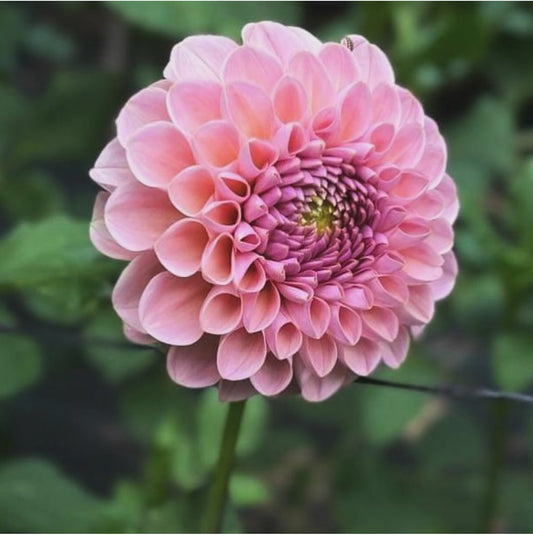 Hamari Rose Dahlia Tuber- limit 1