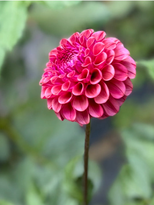Mission Gypsy Dahlia Tuber- Limit 1