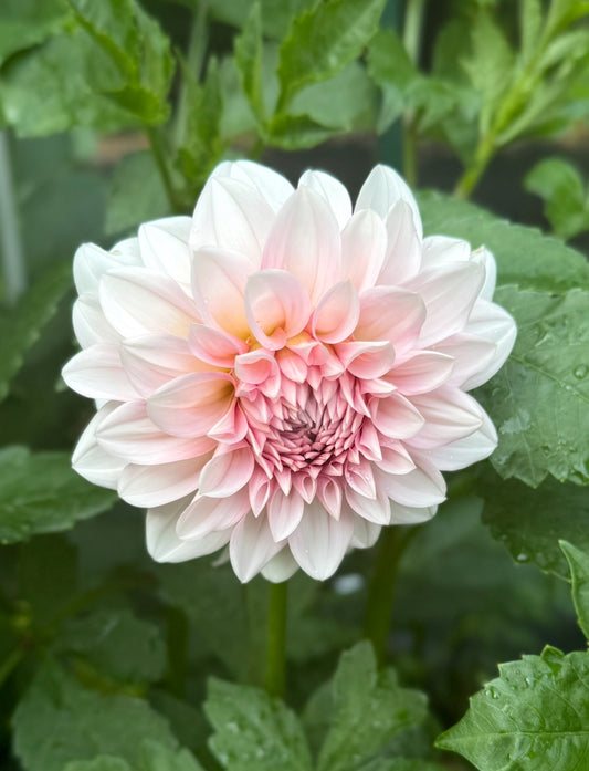 RM Baby Girl Dahlia Tuber- Limit 1