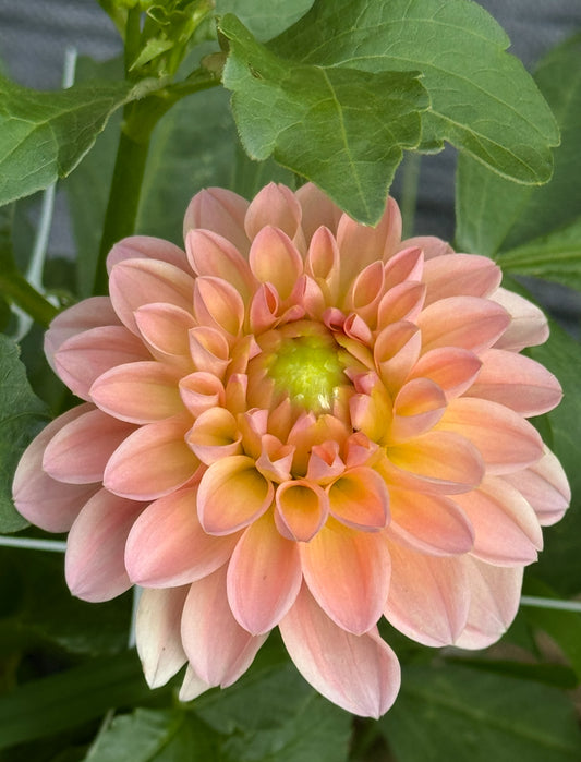 Barbarry Dominion Dahlia Tuber- Limit 1