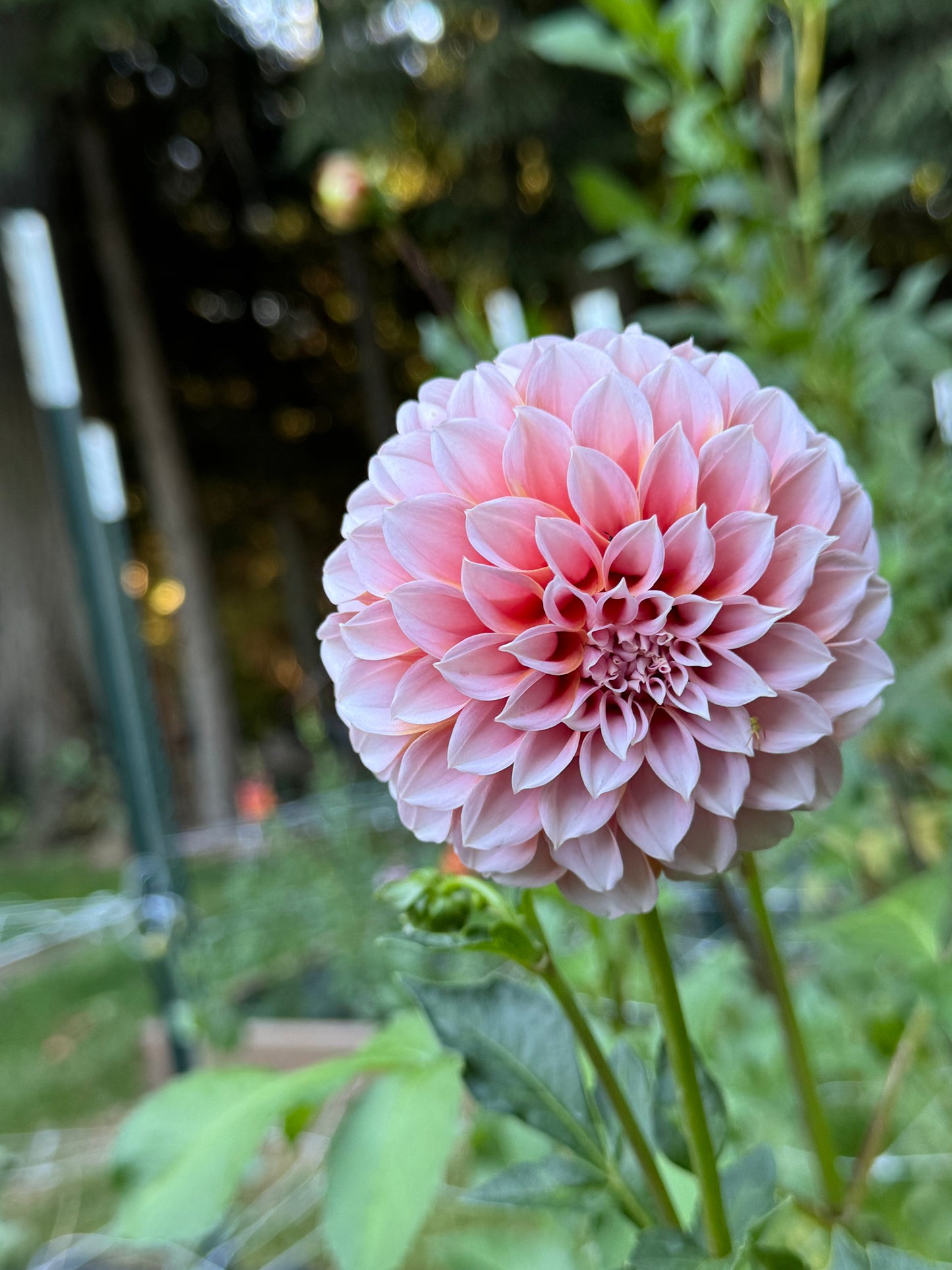 Peaches N Cream Dahlia Tuber- Limit 1