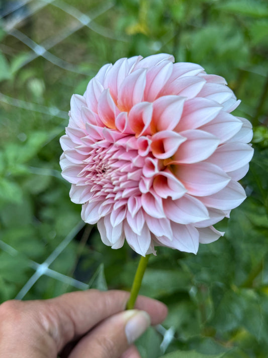 Peaches N Cream Dahlia Tuber- Limit 1