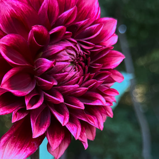 Bloomquist York Dahlia Tuber